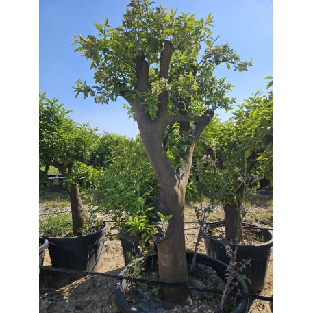 Potted Grapefruit Saplings & Trees