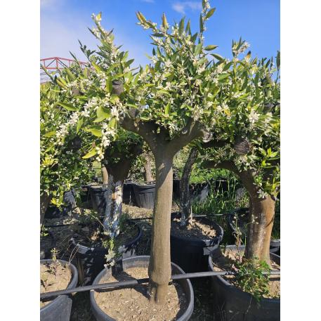 Potted Mandarin Saplings & Trees