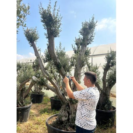 Olea Europa Trees